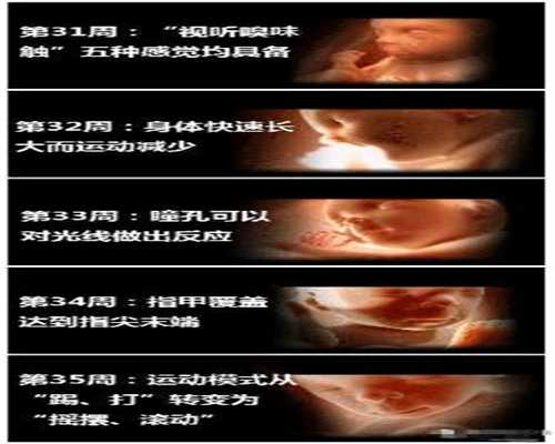 孕期协助软件：试管婴儿：鲜胚比冻胚移植成功