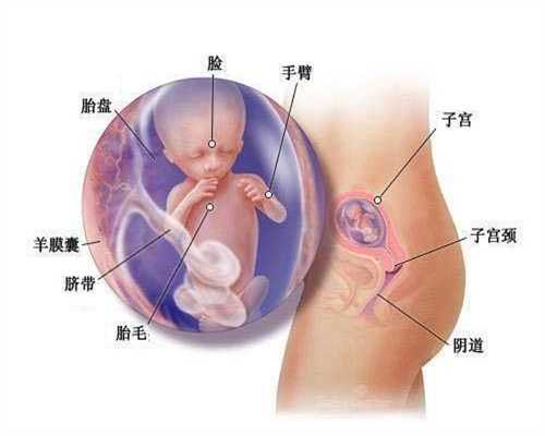 香港代孕公司：小妾生下一女，正妻买回一个男