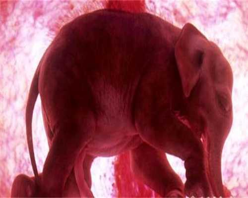 佛山娟卵代孕：孕妇能吃转基因食品吗？怀孕吃